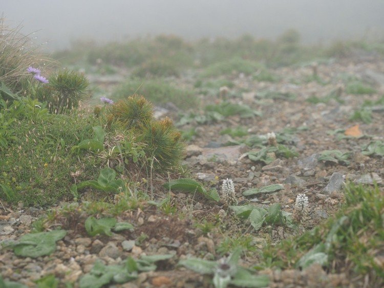 山頂までわずかの稜線、砂礫地の吹き通しにユウバリソウがまだかろうじて咲き残っていた。