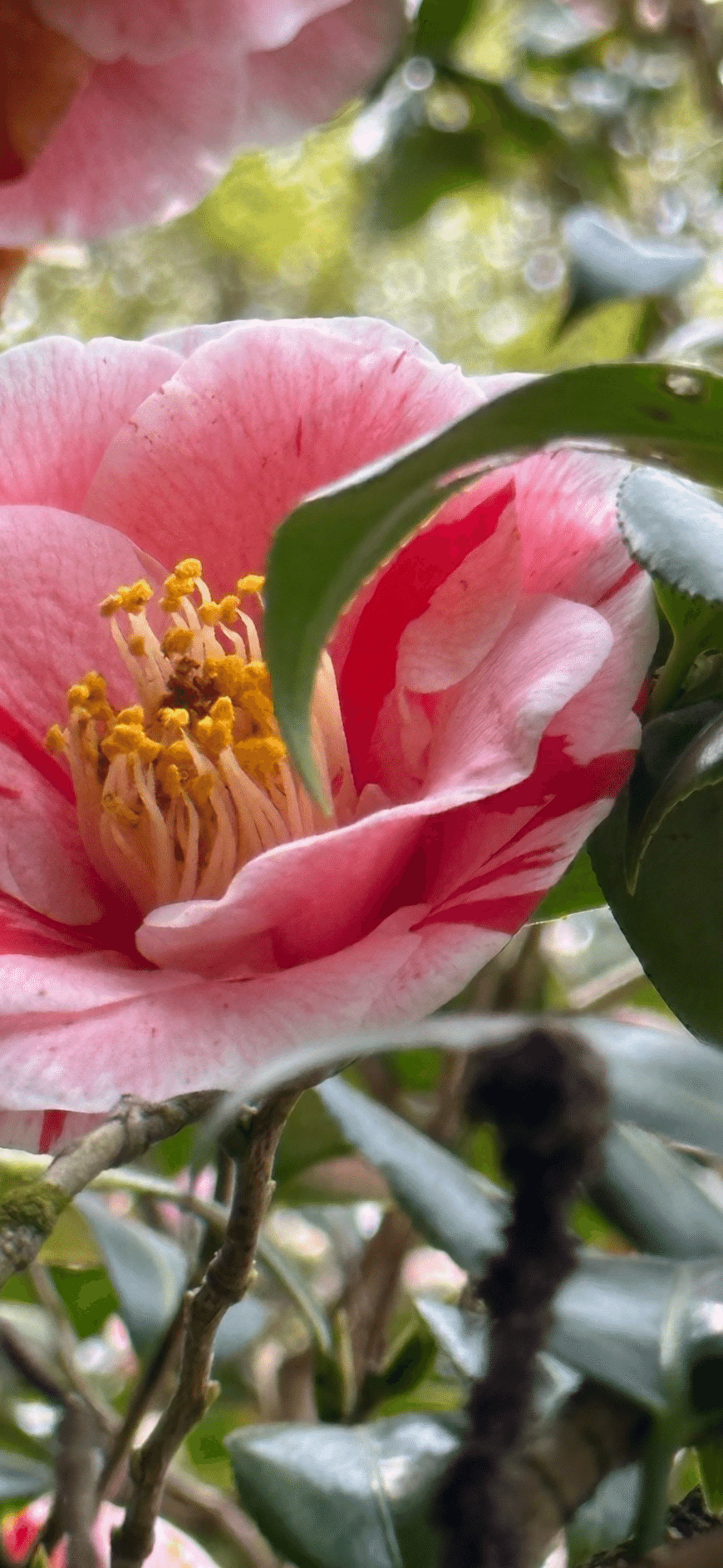 日暮 八重咲に絞の入る関東の古典椿｜EGGSEED