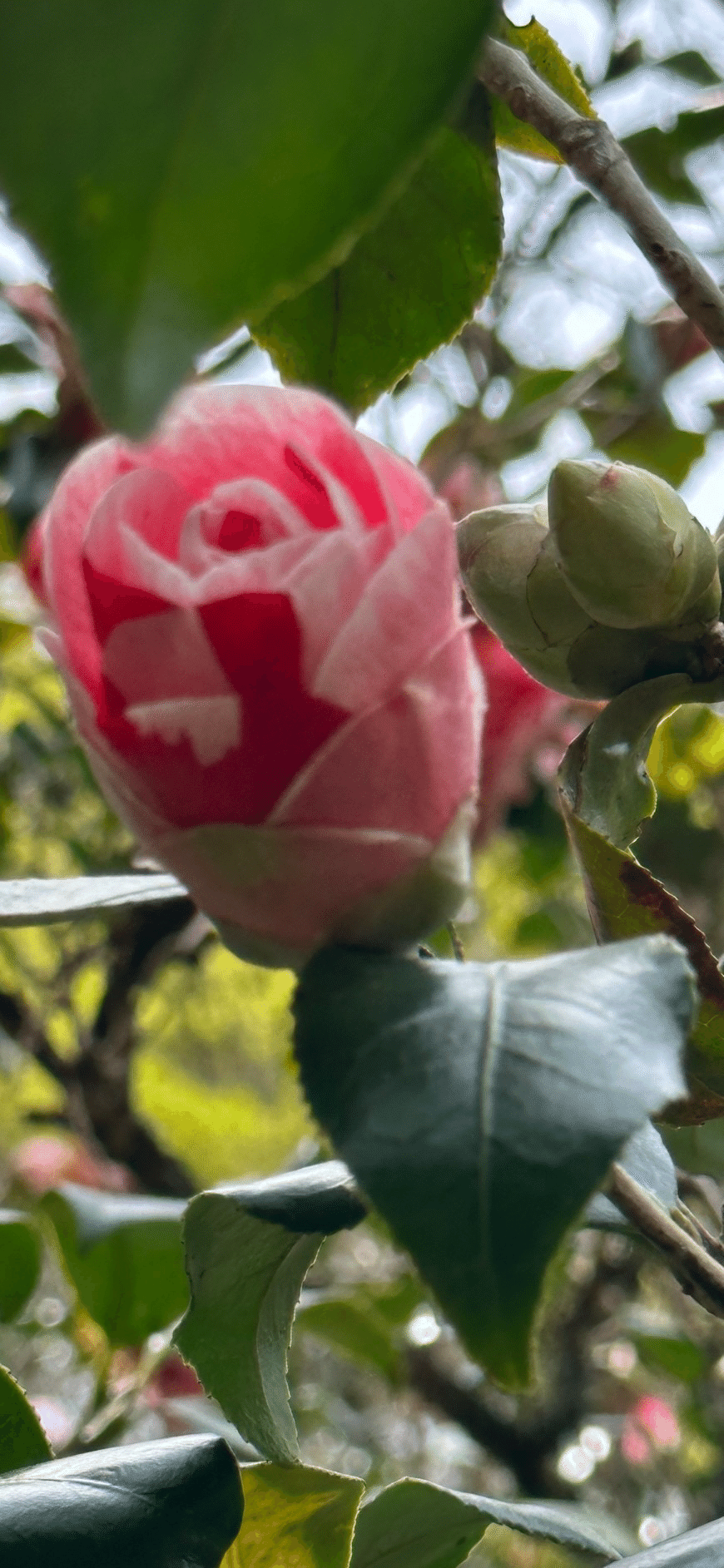 日暮 八重咲に絞の入る関東の古典椿｜EGGSEED