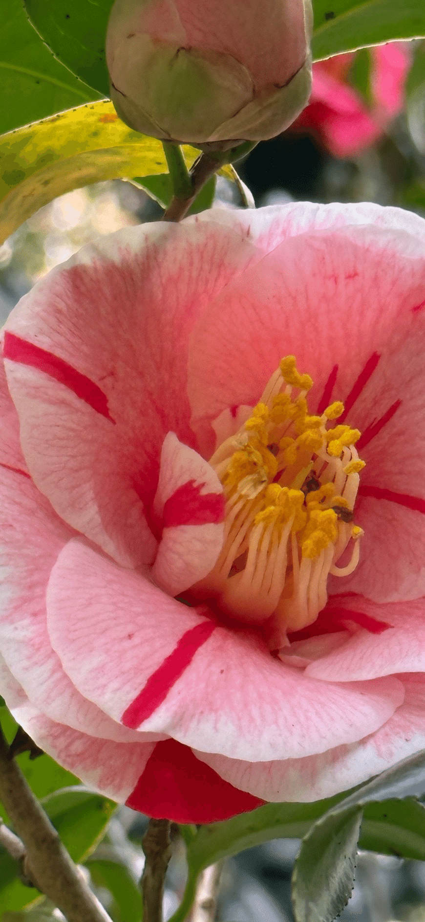 日暮 八重咲に絞の入る関東の古典椿｜EGGSEED