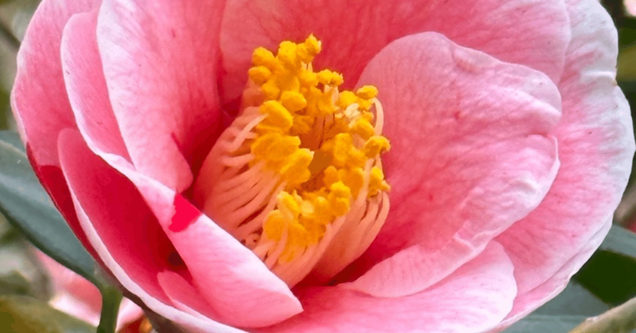 日暮 八重咲に絞の入る関東の古典椿｜EGGSEED