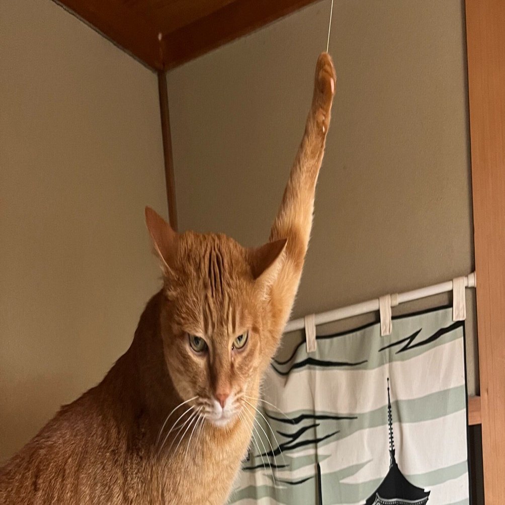 【猫茶】 チッ見られたか…」火災警報器のヒモを引っ張る茶トラ猫、開き直った