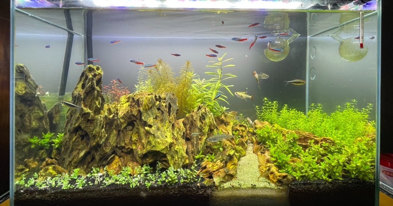 60cm水槽を立ち上げました！②｜魚好きの小林