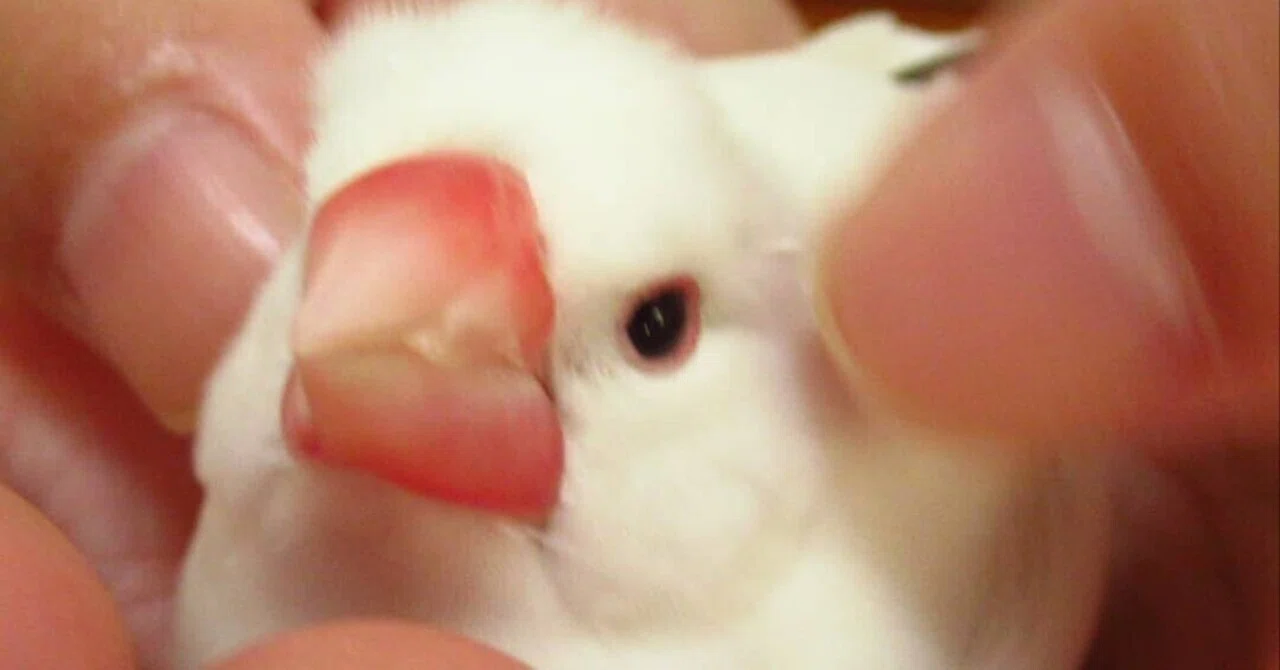 文鳥と私｜ぶん