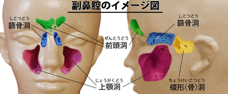 19 7 2副鼻腔の響かせ方 笹倉慎介 Shinsuke Sasakura Note