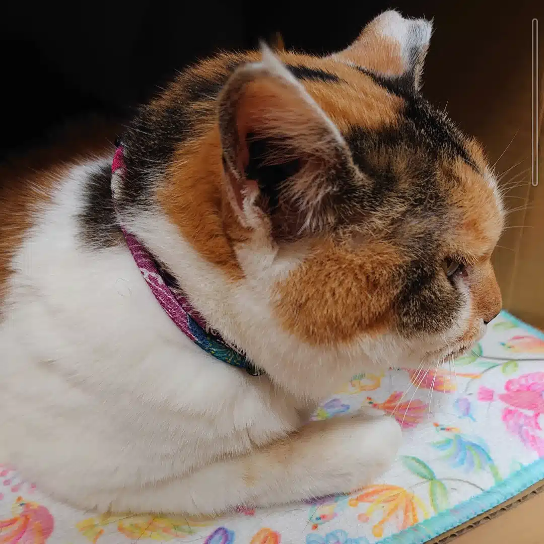 シュシュ