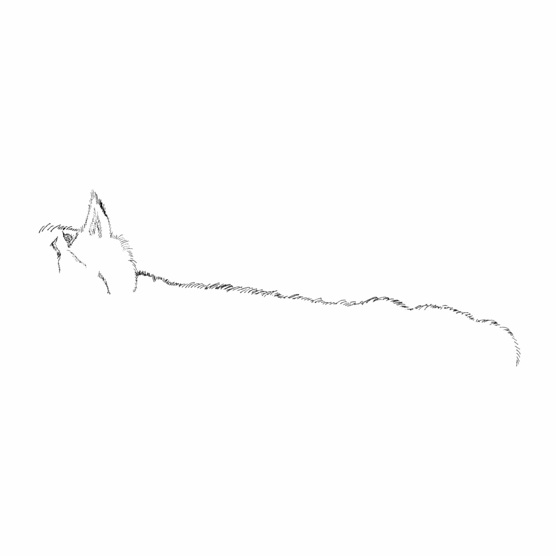 いぬのせなか座