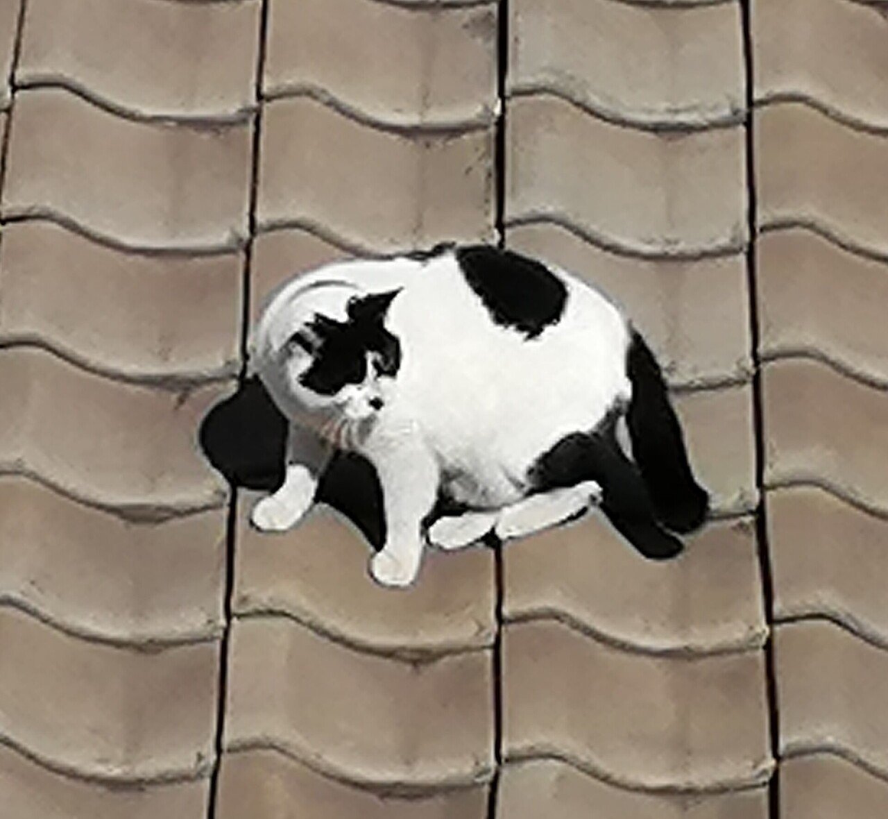 Yuji Ashik… の描いた猫　BARで飲む猫(人) Yuji Ashik… の描いた猫 BARで飲む猫(人)