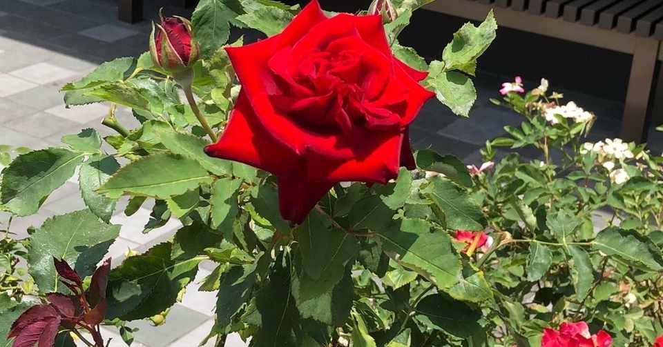 お互い笑顔になれる言葉って素敵だよね Misty みすちぃ Note