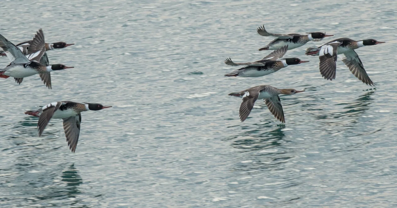 シカゴでバードウォッチング!】 Red-breasted Merganser|ローリー シカゴでバードウォッチング!】 Red-breasted Merganser|ローリー