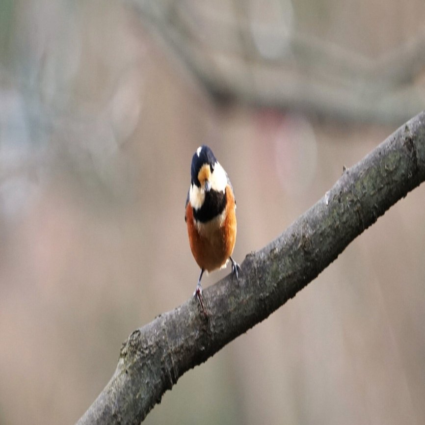 色鳥撮り㊵ 明治神宮御苑｜ウクモリ ヒロオ