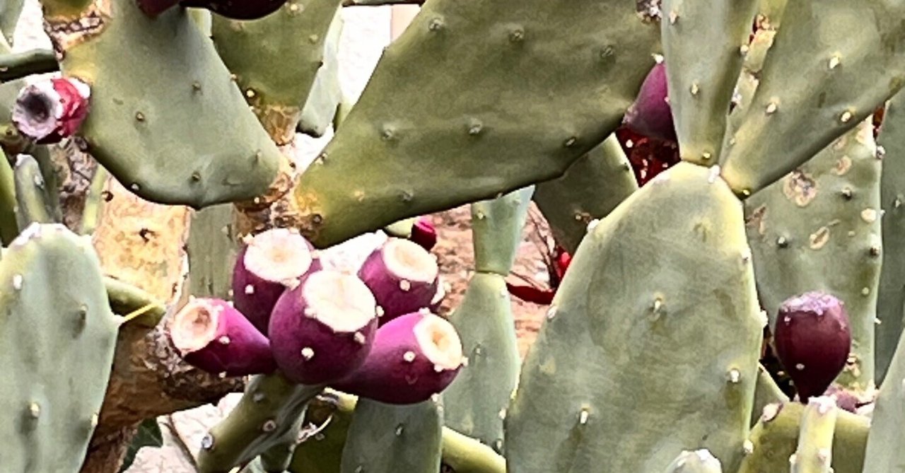 大量！！ウチワサボテン②③⑥⑧⑨⑩(11)(14) 9/3カット 大量