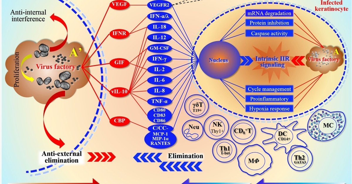 皮膚感染症における難治性病変を引き起こす orf ウイルスと黄色