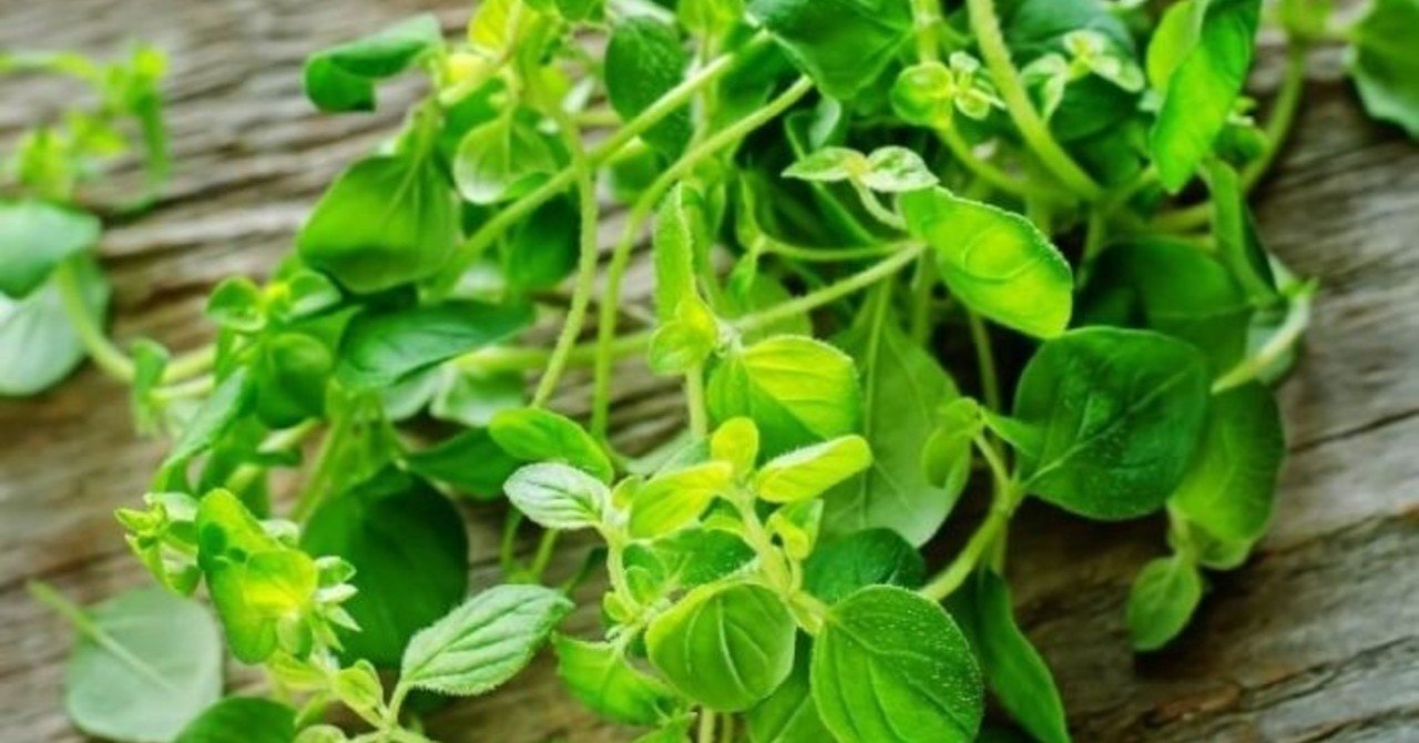 オレガノオイルパワー 空即是色 In ロンドン Note