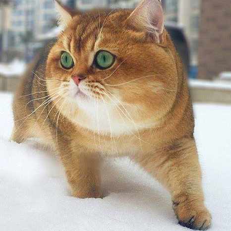 猩々乱の小書「広蓋之式」に関する上演記録｜dichika