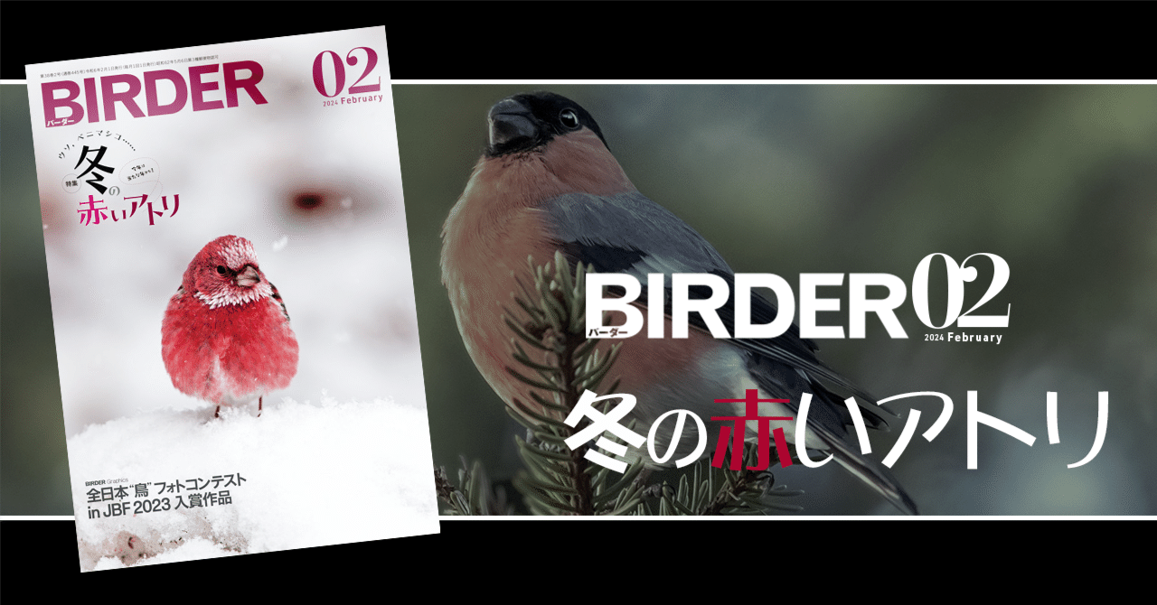 BIRDER2月号の見どころ｜ブンイチ（文一総合出版）
