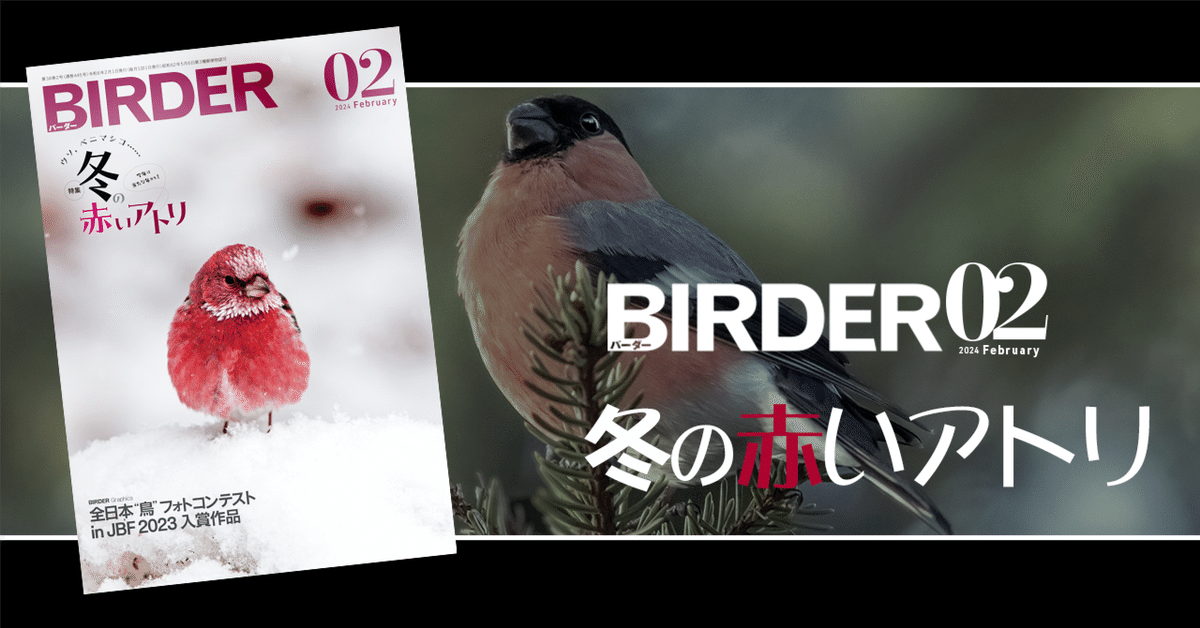 lrik様専用 BIRDER 鳥類観察 2023.1～2024.8｜本・雑誌・漫画 - 趣味
