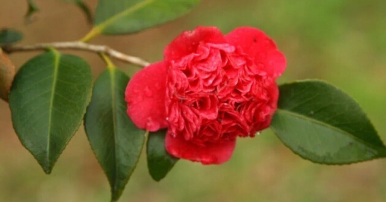 花暦＞マンサク（国営飛鳥歴史公園）｜清愁