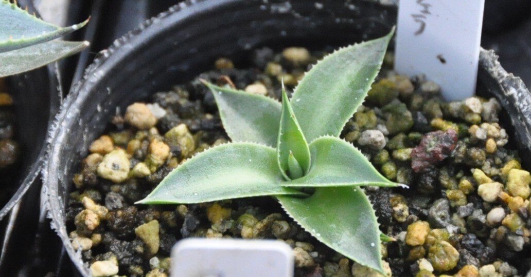 アガベ 品種紹介（Filiferae節)｜KKGREEN