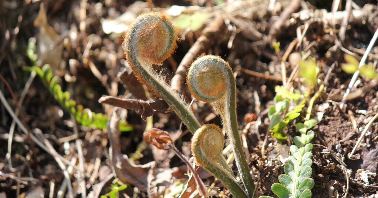 ぜんまい織 秋田県|石崎功(きもの研究家) ぜんまい織 秋田県|石崎功(きもの研究家)