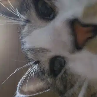 リト