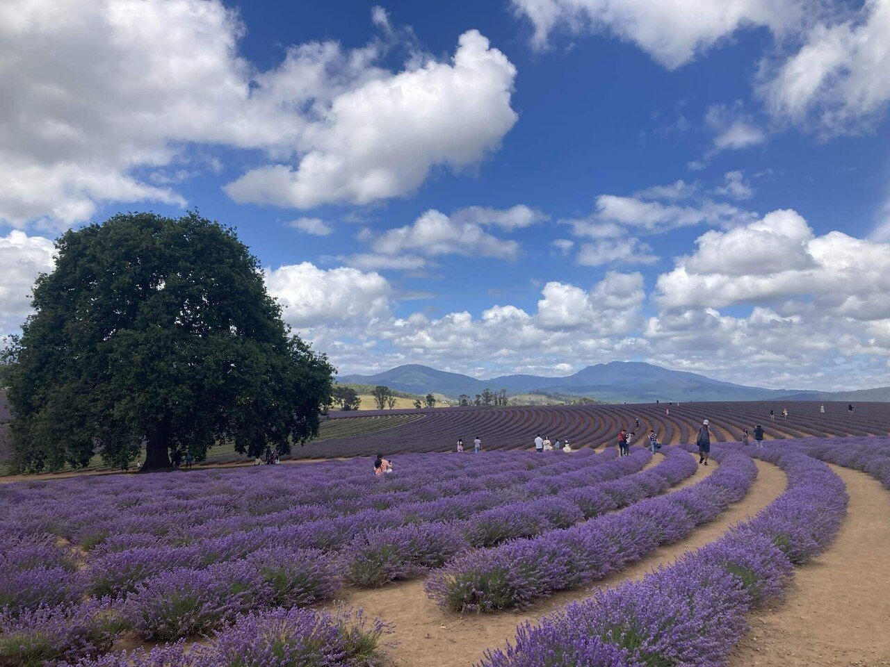 念願のタスマニアへ行って来ました：ラベンダー畑と世界自然遺産｜おぞ