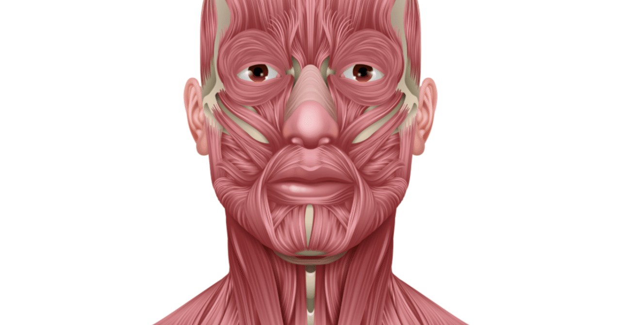 外側翼突筋 内側翼突筋｜muscle poetry