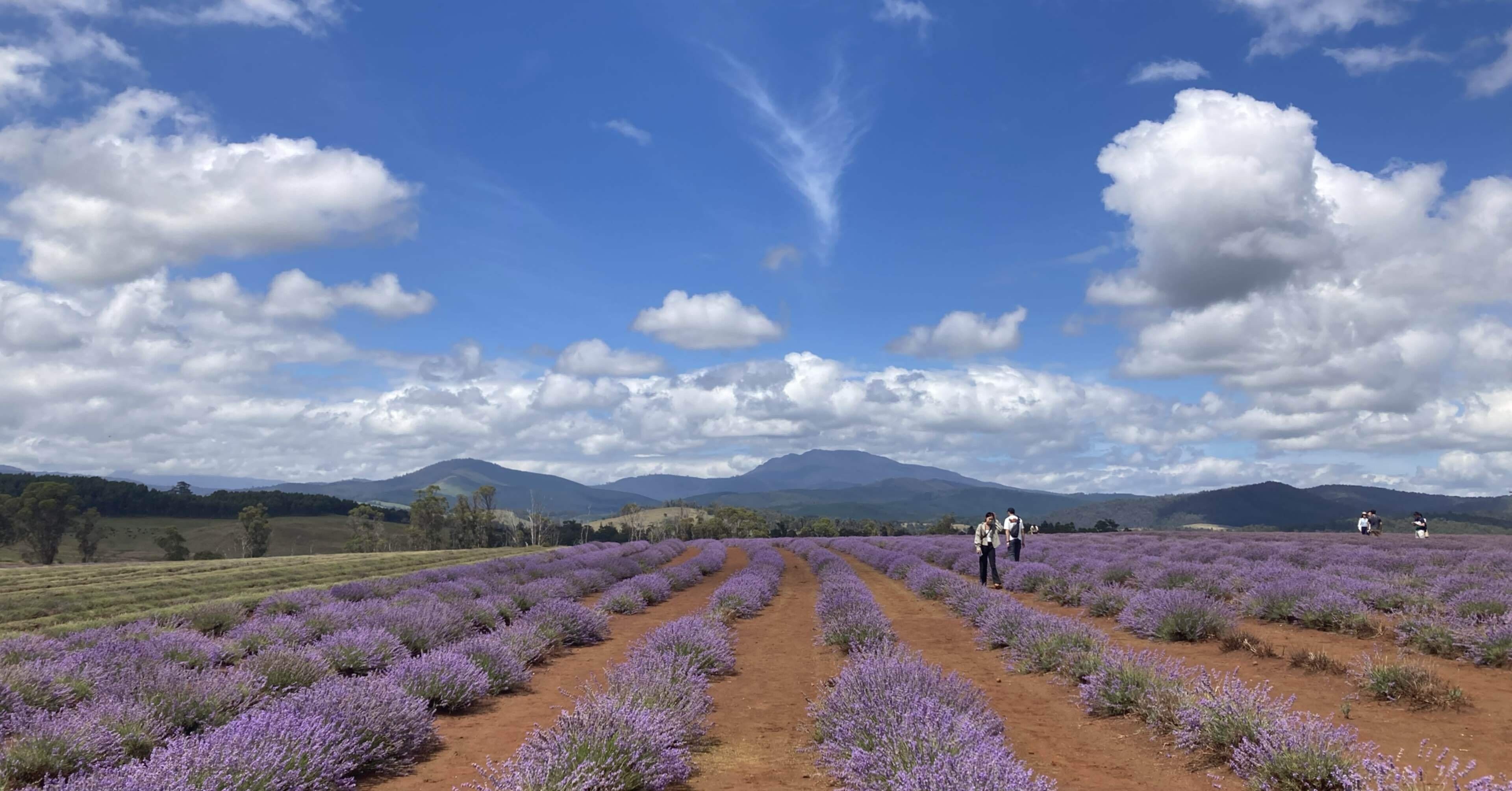 念願のタスマニアへ行って来ました：ラベンダー畑と世界自然遺産｜おぞ