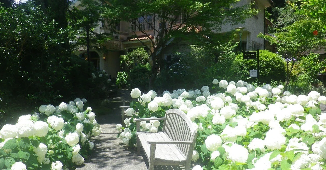 C01-1__アナベル種の白い紫陽花群に囲まれたベンチが配された区域__＿_19