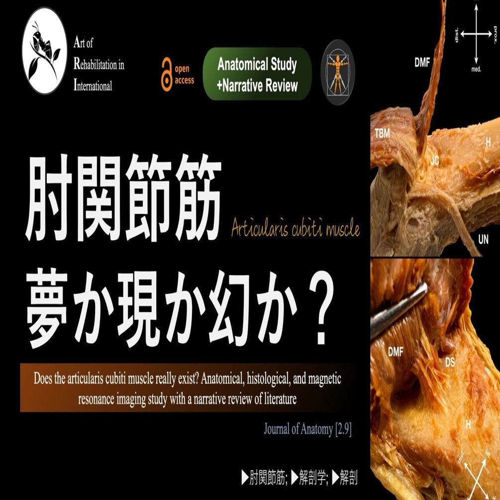 肘関節筋。夢か現か幻か？｜Super Human | 理学療法士／保健学
