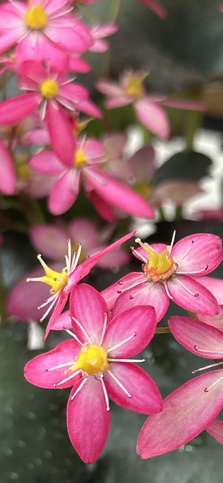 雲間草｜EGGSEED