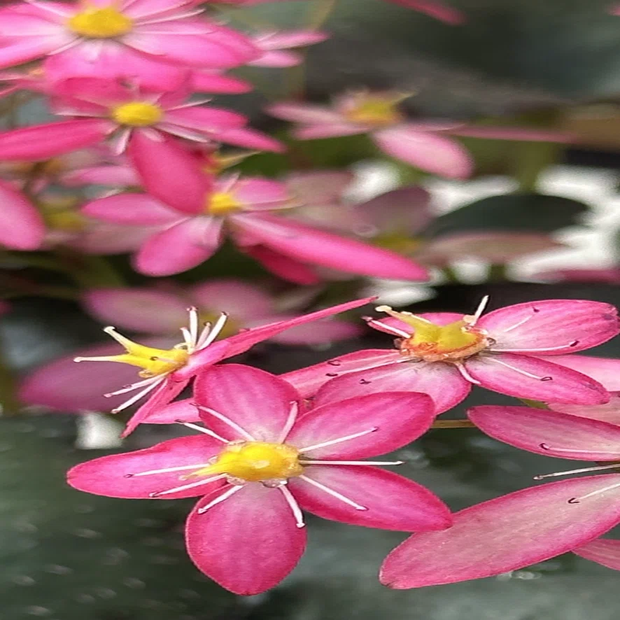 雲間草｜EGGSEED