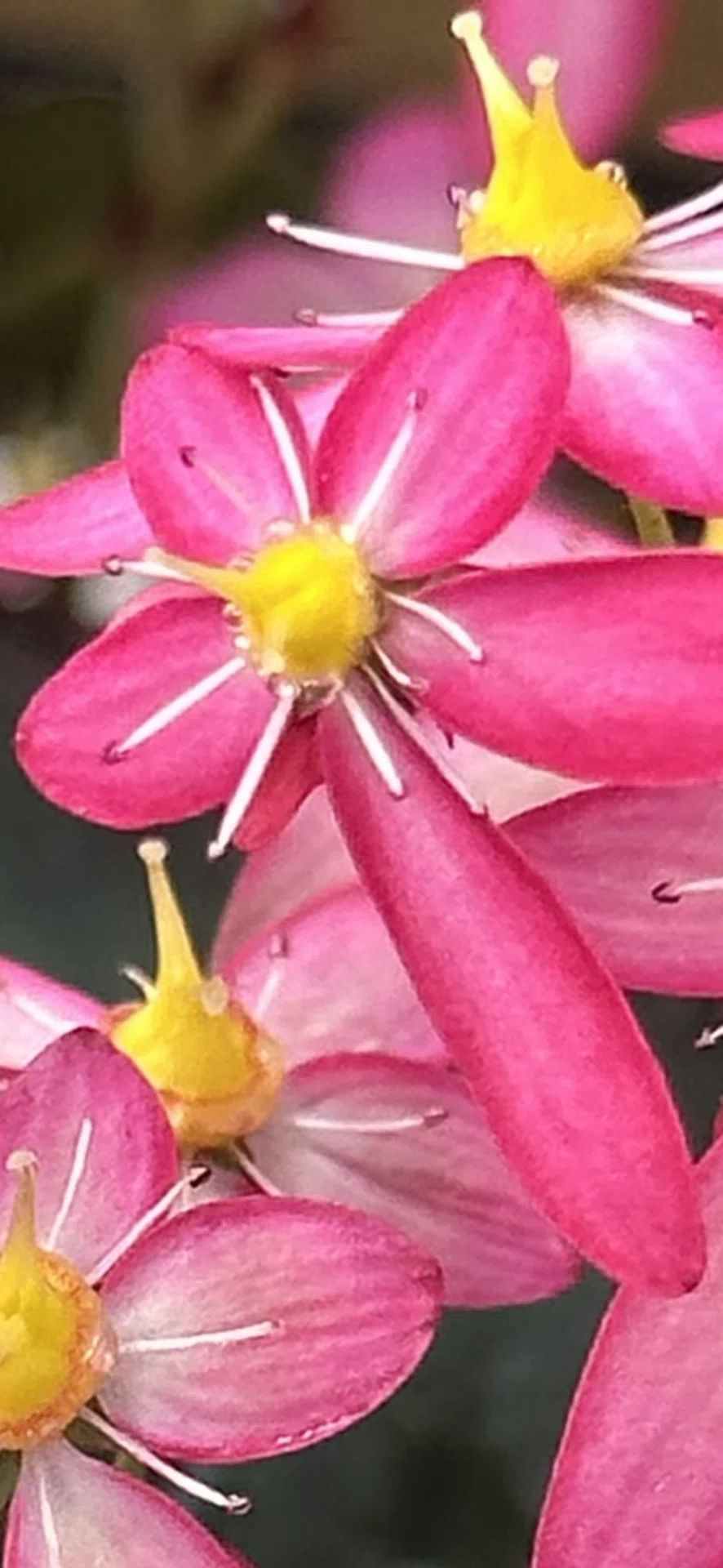 雲間草｜EGGSEED