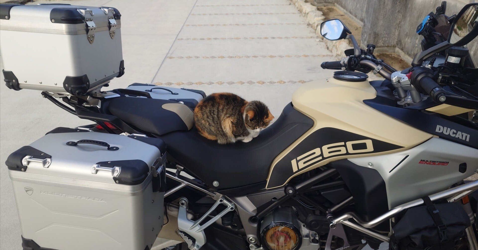 大型バイクを止めて戻ってきたら…猫が座っていた！ドゥカティの座席で
