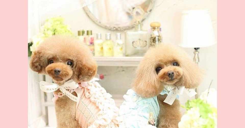 犬のしつけ 誰でも簡単にできるトイレトレーニング 田中愛子 ドッグトレーナー Note