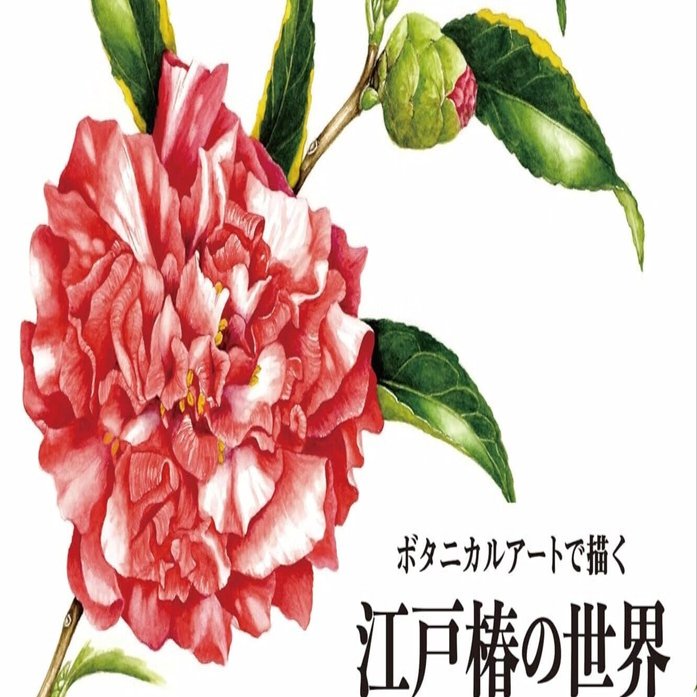 椿の花の絵 美術ブックリスト】 『ボタニカルアートで描く 江戸椿の世界』 まつい