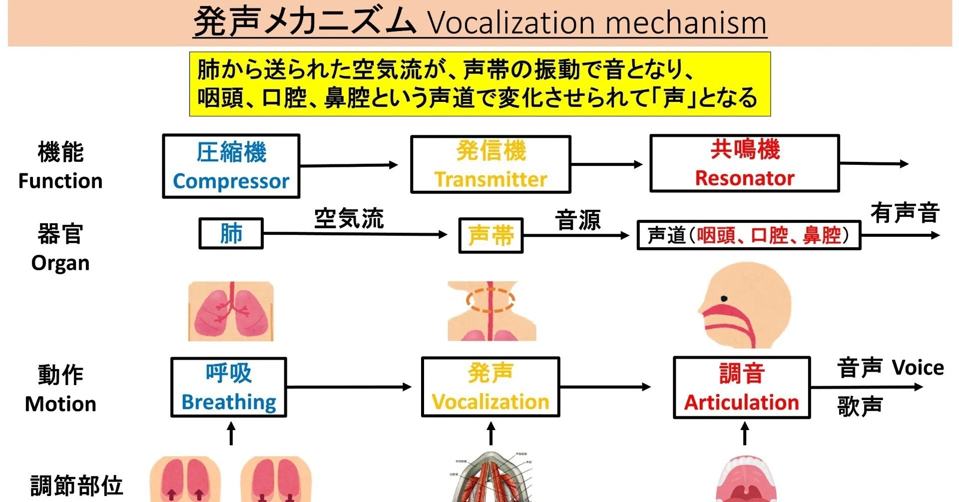初心者向け】発声メカニズムについて【無料】｜れーむ＠新記事投稿