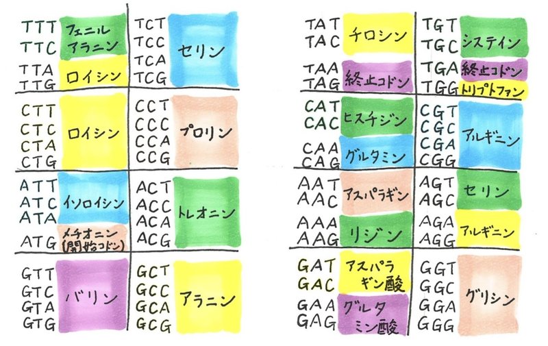 コドン アミノ酸 コドン