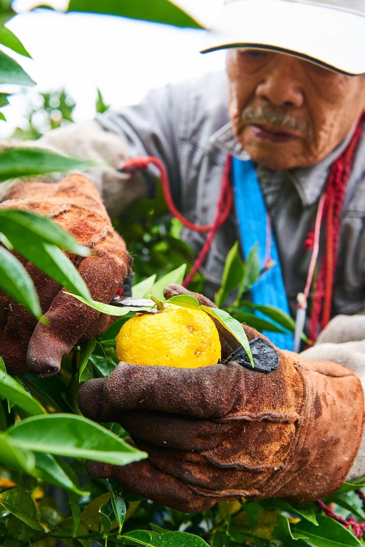 咲いた花を見る瞬間は30年続けている今でも一番嬉しい。鹿児島で「柚子