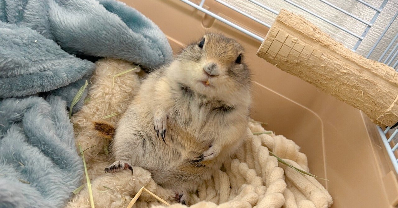 ①リチャードソンジリスのひろし｜ひろしの母
