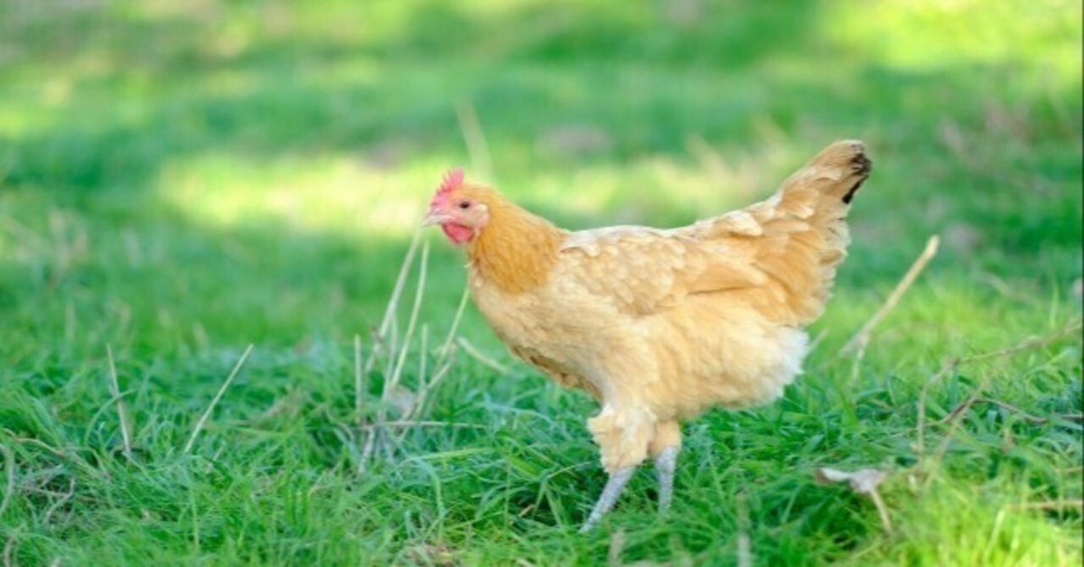 ニワトリを育てた少年～I like chicken🐔～｜越後天然ガス株式