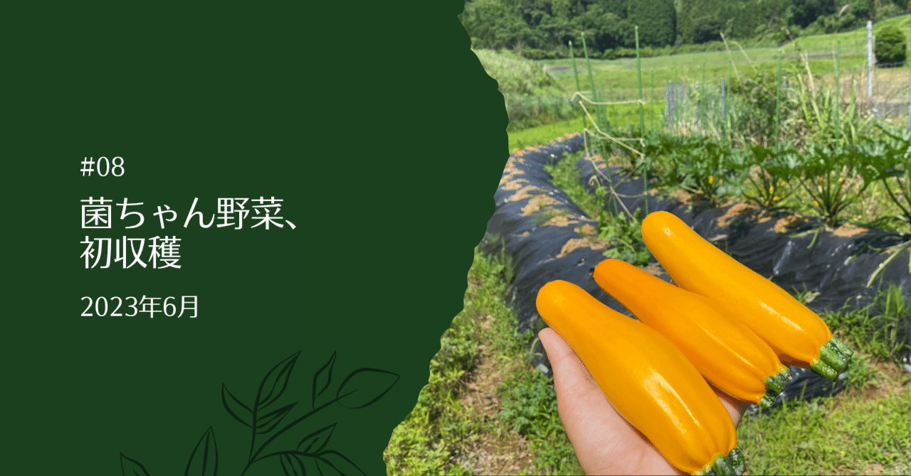 全て無農薬で作りました！菌ちゃん農法風コンテナセット 全て無農薬で作りました！菌ちゃん農法風コンテナセット 全て無農薬