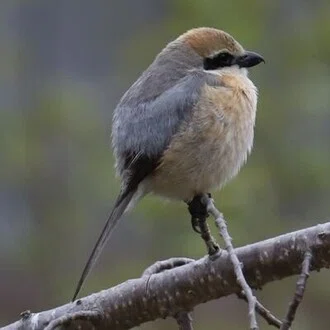 詢