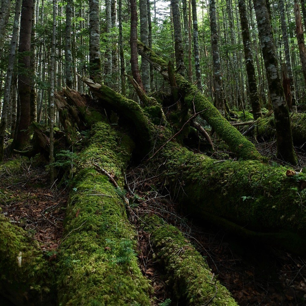 苔の美しい森 白駒池へ行ってきました 大江戸 Note