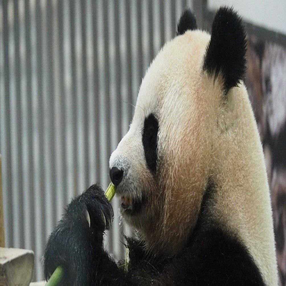 ジャイアントパンダ大図鑑 Giant Panda｜M_ayumi