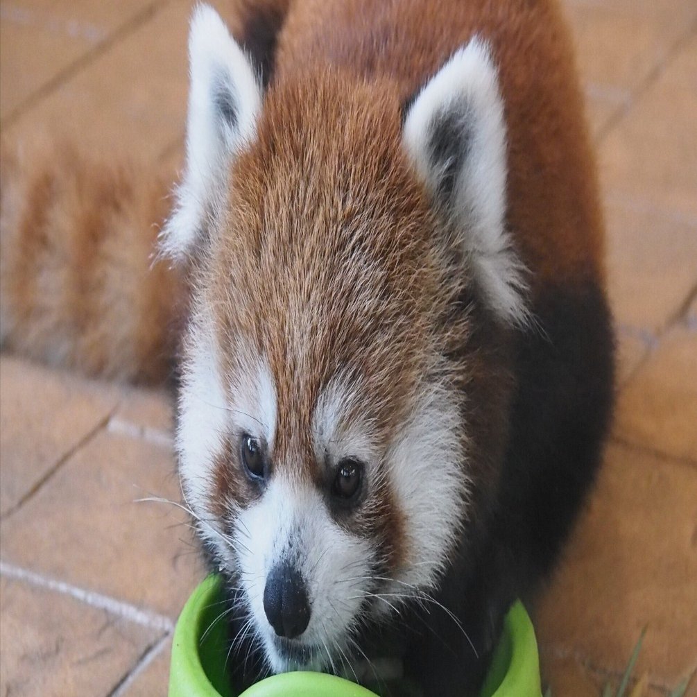 レッサーパンダ図鑑 Lesser Panda｜M_ayumi