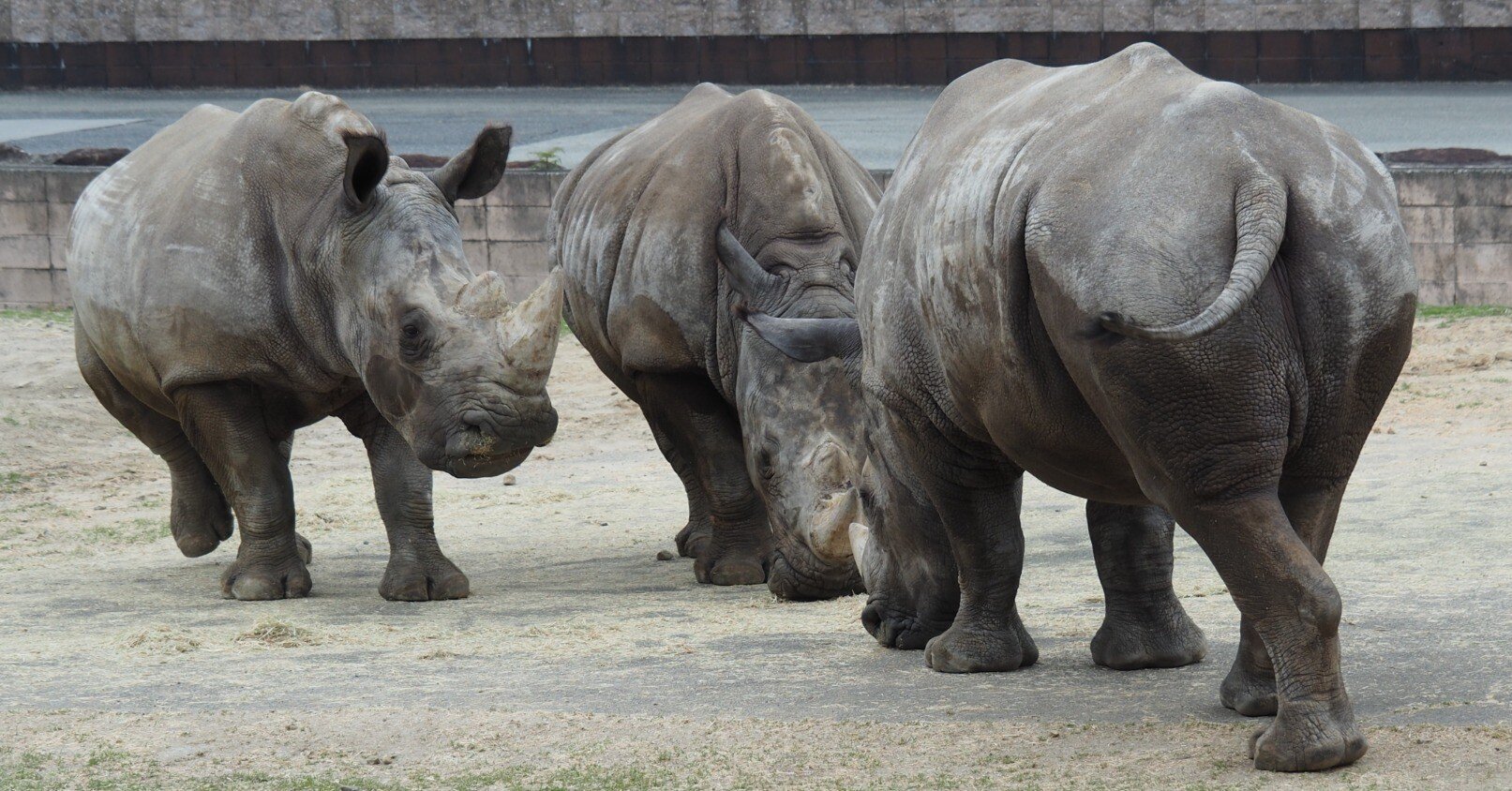 シロサイ　ペン画 黒乃香丹 (@kuronokatan) • Instagram photos and videos