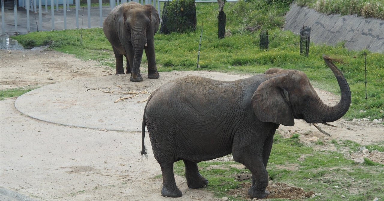 アフリカゾウ図鑑 African Elephant｜M_ayumi
