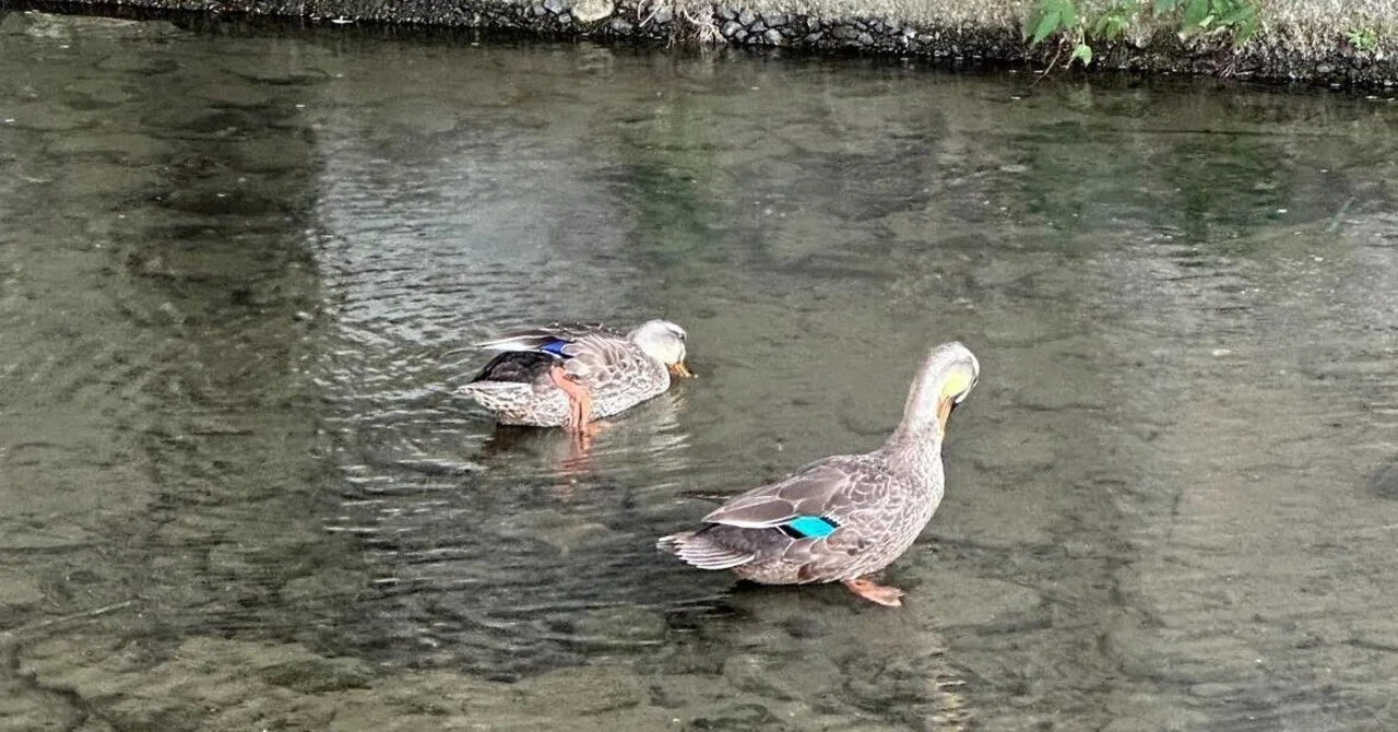 鴨 アヒル 違い