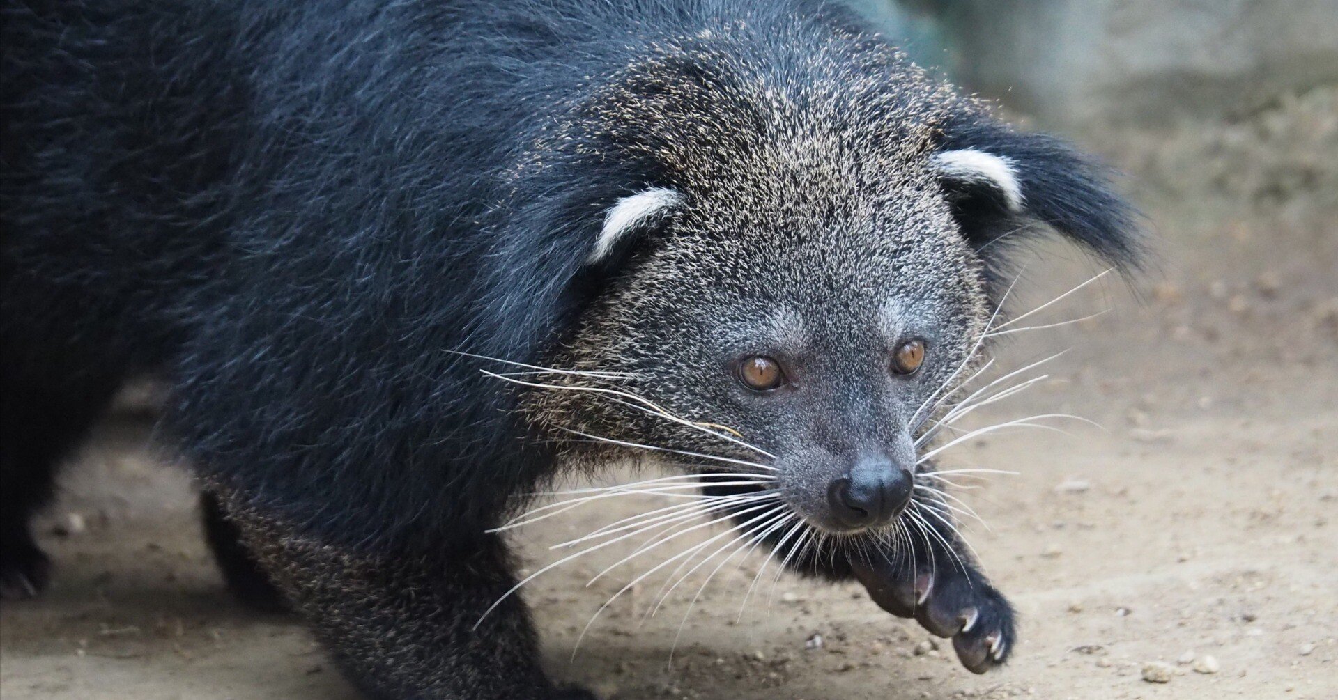 激レア！ ビントロング（Binturong / Bear cat）の頭骨 ☆ 即納 ☆ 激レア！ ビントロング（Binturong / Bear cat）の頭骨